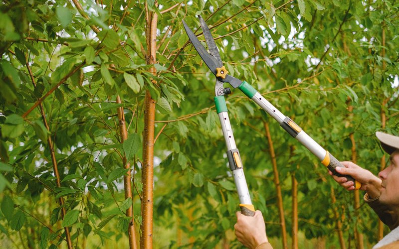 Tree trimming in Whiting, IA